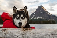 A woman hugging husky with mountain background. Original public domain image from Flickr