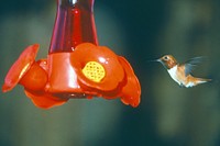 Hummingbird coming into feeder. Original public domain image from <a href="https://www.flickr.com/photos/160831427@N06/27299208759/" target="_blank" rel="noopener noreferrer nofollow">Flickr</a>