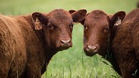 Two red devon cattle facing camera. Original public domain image from Flickr