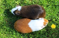 Two guinea pigs forming yin and yang. Original public domain image from Flickr