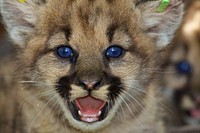 P-48 and P-49. National Park Service researchers discovered two litters of mountain lion kittens in the eastern Santa Susana Mountains in June 2016.