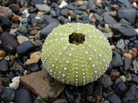 Close-up of a sea urchin in Admiralty National Monument, Tongass National Forest, Alaska. (Forest Service photo by Matthew Thompson). Original public domain image from Flickr