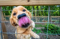 Golden retriever puppy licking lips in a dog farm. Original public domain image from Flickr