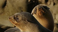 Southern NZ Fur seal pups. New Zealand fur seals can be distinguished from sea lions by their pointy nose and smaller size. In New Zealand, fur seals also tend to be found on Rocky shorelines, whereas sea lions prefer sandy beaches. Original public domain image from Flickr