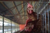 Two chickens poke their heads out of their cages at the Somali Poultry Farm in Mogadishu, Somalia. Original public domain image from Flickr