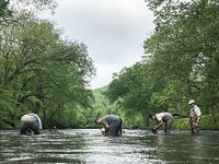 Cleaning debris from the Oconaluftee River fyke net. Original public domain image from Flickr