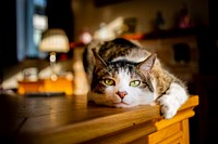 Cat laying on a wooden table and looking at camera. Original public domain image from Flickr