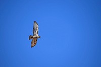 A Red-Tailed Hawk spreads its wings above Crescent Moon Ranch. Credit: Coconino National Forest. Original public domain image from Flickr