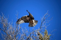 A Red-Tailed Hawk takes flight from a tree above Crescent Moon Ranch. Photo taken on 2-7-18. Credit: Coconino National Forest. Original public domain image from Flickr.