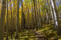 Inner Basin Trail No. 29Fall color on Inner Basin Trail, October 5, 2016