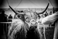 Longhorn cow in monotone. Original public domain image from Flickr