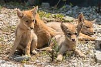 Coyote pups at Fermilab. Original public domain image from <a href="https://www.flickr.com/photos/departmentofenergy/29678472005/" target="_blank">Flickr</a>
