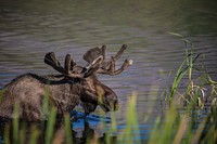 Bull Moose (Alces alces). Original public domain image from Flickr