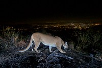 Female Mountain Lion in Verdugos. This uncollared adult female mountain lion was photographed with a motion sensor camera in the Verdugos Mountains in August 2016. LA city lights in the background. Original public domain image from Flickr
