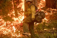 A Dalton Hotshot using a drip torch during a burn operation on Henness Ridge; Ferguson Fire, Sierra NF, CA, 2018. (Forest Service Photo by Kari Greer). Original public domain image from <a href="https://www.flickr.com/photos/usforestservice/29015836277/" target="_blank">Flickr</a>
