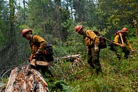 Firefighter sawyers cut a path through the woods to support burnout missions during the Taylor Creek Fire, Rogue River-Siskiyou National Forest, Oregon. (Forest Service photo by Cecilio Ricardo). Original public domain image from Flickr