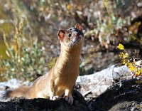 A rare occasion when this Long-tailed weasel came to check me out as I traversed a slope while chasing a bugling bull elk. Monroe Mountain, Richfield Ranger District, Fishlake National Forest, Utah, September 16, 2010. Original public domain image from Flickr