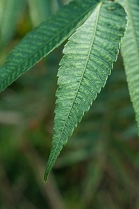 The sumac tree is often confused with the invasive Tree of Heaven, the preferred tree of the invasive spotted lanternflies (SLF), a pest in the United States, on August 29, 2018, in Manheim, PA. Some of the differences are that the sumac has "fuzzy" branch ends, serrated leaf edges and small stem scars.