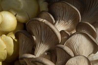 Oyster mushroom is one of the many varieties displayed by To-Jo Mushroom Marketing Director Pete Wilder, in partnership with the American Mushroom Institute and Mushroom Council, to speaks about the commercial and home growing, selecting, storage and uses of mushrooms on display at the VegU education tent, during the U.S. Department of Agriculture (USDA) Peopleâs Garden - Farmers Market, on Friday, October, 29, 2016, in Washington, D.C. Mushrooms are being featured in food recipe demonstrations and samples at the VegU tent.