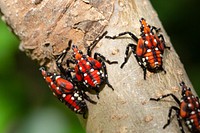 SLF-spotted lanternfly (Lycorma delicatula) 4th instar nymph (red body) in Pennsylvania, on July 20, 2018. USDA-ARS Photo by Stephen Ausmus. Original public domain image from Flickr