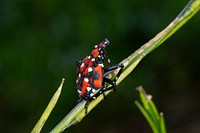 SLF-spotted lanternfly (Lycorma delicatula) 4th instar nymph (red body) in Pennsylvania, on July 16, 2018. USDA-ARS Photo by Stephen Ausmus. Original public domain image from Flickr