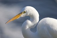 Egret closeup. Original public domain image from Flickr