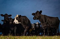 William Harrison is a multi-generational Native American rancher who raises 100 head of cattle on his farm in of Okfuskee County, Oklahoma.USDA photo by Preston Keres.. Original public domain image from Flickr