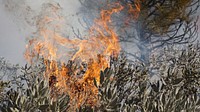 Thomas Mountain wildfire in the San Jacinto Mountains. Original public domain image from Flickr