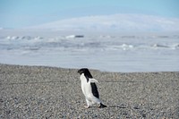 Baby penguin in Antarctica. Original public domain image from Flickr