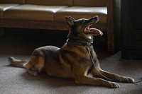 German shepherd lying on living room floor. Original public domain image from Flickr