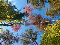 Fall Colors on the Allegheny National Forest. Original public domain image from Flickr