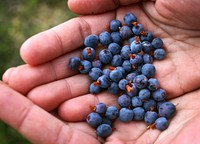 Blueberries - A Sweet Surprise