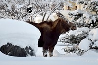 Moose & bird in snow. Original public domain image from Flickr