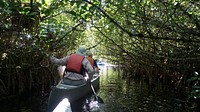 Mangrove tunnel at Turner River. Original public domain image from Flickr