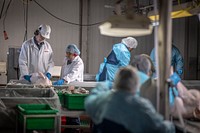 U.S. Department of Agriculture (USDA) Agriculture Marketing Service (AMS) Poultry Grader David Dandignac shows a defect to management while grading on the line at Plainville Farms in New Oxford, Pennsylvania, October 31, 2018.