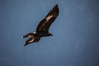 Golden Eagle (Aquila chrysaetos). Original public domain image from <a href="https://www.flickr.com/photos/glaciernps/31814073408/" target="_blank" rel="noopener noreferrer nofollow">Flickr</a>