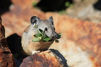 Mouse On the Wallowa-Whitman National Forest. Original public domain image from Flickr