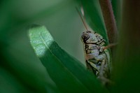 A constant nemesis, a grasshopper is seen on one of Mayim Farm Owner Greg Lolley's plants.