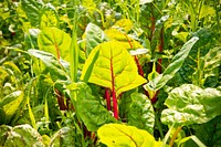 Cover crops planted on the Homestead Organics farms near Hamilton, Mont., builds organic matter in the soil. Ravalli County, Montana. June 2017. Original public domain image from Flickr