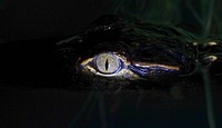 Baby gator eye close up. Original public domain image from Flickr