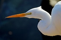 Egret closeup. Original public domain image from Flickr