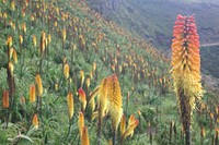 Simien Mountains National Park, Ethiopian Highlands. Original public domain image from Flickr