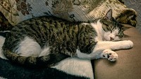 Black and white cat sleeping on a sofa. Original public domain image from Flickr