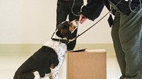 U.S. Department of Agriculture (USDA) Secretary Sonny Perdue observes Animal and Plant Health Inspection Service (APHIS) Plant Protection and Quarantine (PPQ) Training Specialist Monica Errico and Detector Dog Trainee Phillip demonstrating protocol training at the National Detector Dog Training Center (NDDTC) in Newnan, Georgia on April 5, 2019.