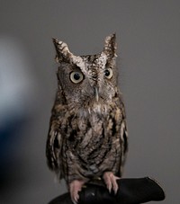 Jo Santiago, a wildlife biologist and a raptor rehabilitation specialist, handles Isaiah, an Eastern Screech Owl during a presentation in Washington D.C., April 24, 2019. Original public domain image from Flickr