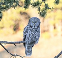 Great gray owl on tree. Original public domain image from Flickr