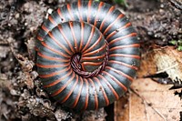 American giant millipede. Original public domain image from Flickr