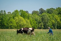 Chase Tanner moves the herd to a new feeding paddock on Nice Farms Creamery (@nicefarmscreamery), which is a 201-acre dairy farm that has 120 acres of permanent pasture, 60 acres of woods, and 20 acres of buildings, barns, and houses in Federalsburg, Maryland.