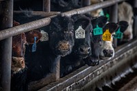 Scenes from Herr Angus Farms in Nottingham, Pennsylvania.USDA photo by Preston Keres. Original public domain image from Flickr