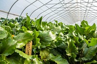 Visitors to the 93rd Annual Agriculture Outlook Forum took a field trip to the University of District of Columbia (UDC) Urban Farm in Beltsville, MD, Feb. 22, 2017.